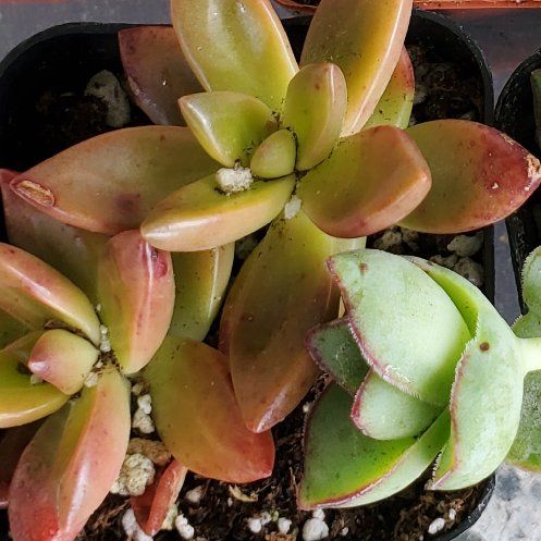 Photo of the plant species Graptosedum 'Alpenglow x Vera Higgins' by @Travanote1 named Ruby on Greg, the plant care app