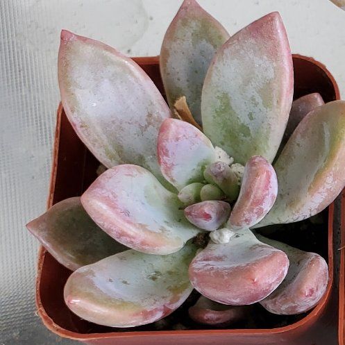 Photo of the plant species Graptosedum Ghosty Crested by @Travanote1 named Rose on Greg, the plant care app