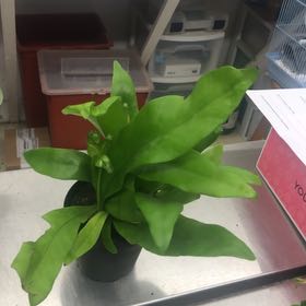 Photo of the plant species Green Flame by @SurpriseBalsam named Nithin on Greg, the plant care app