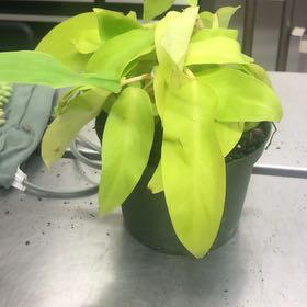 Photo of the plant species Philodendron ‘Ceylon Beauty’ by @SurpriseBalsam named Mando on Greg, the plant care app