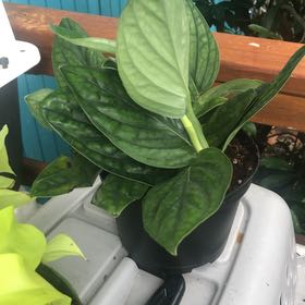Photo of the plant species Green galaxy by @SurpriseBalsam named Kobe on Greg, the plant care app