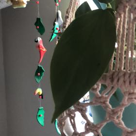 Photo of the plant species Philodendron Silver Dust by @SurpriseBalsam named Plato on Greg, the plant care app