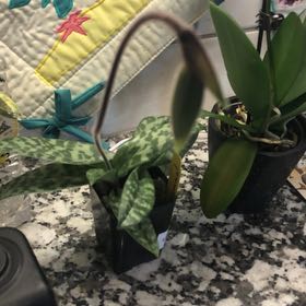 Photo of the plant species Paphiopedilum venustum by @SurpriseBalsam named Messi on Greg, the plant care app