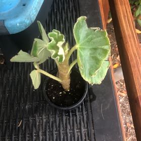 Photo of the plant species Begonia venosa by @SurpriseBalsam named Eva on Greg, the plant care app