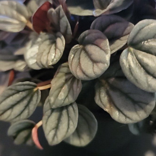Photo of the plant species Peperomia Sunrise by @BuffBalticivy named LiloStitch on Greg, the plant care app
