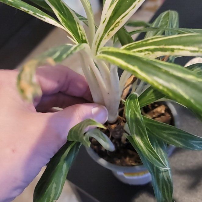 Photo of the plant species Chinese Evergreen by @BuffBalticivy named Kendall on Greg, the plant care app