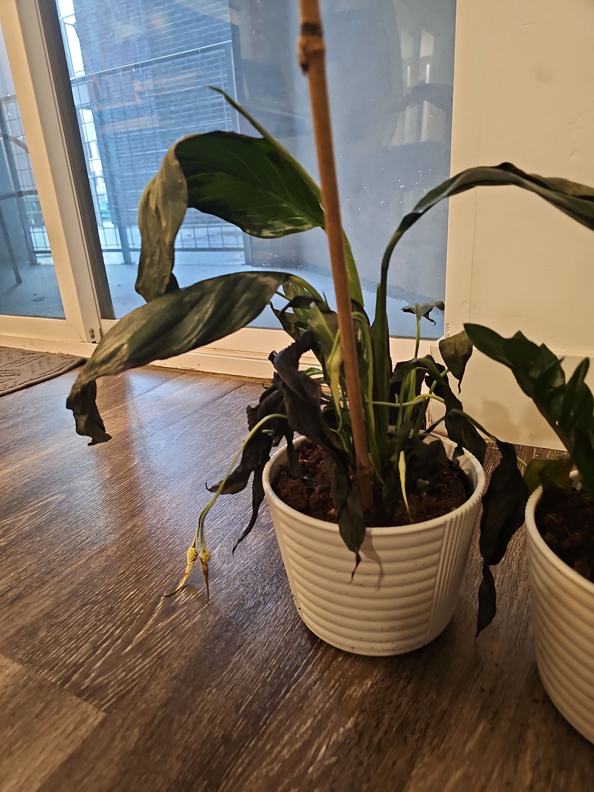 Is my peace lily dying?