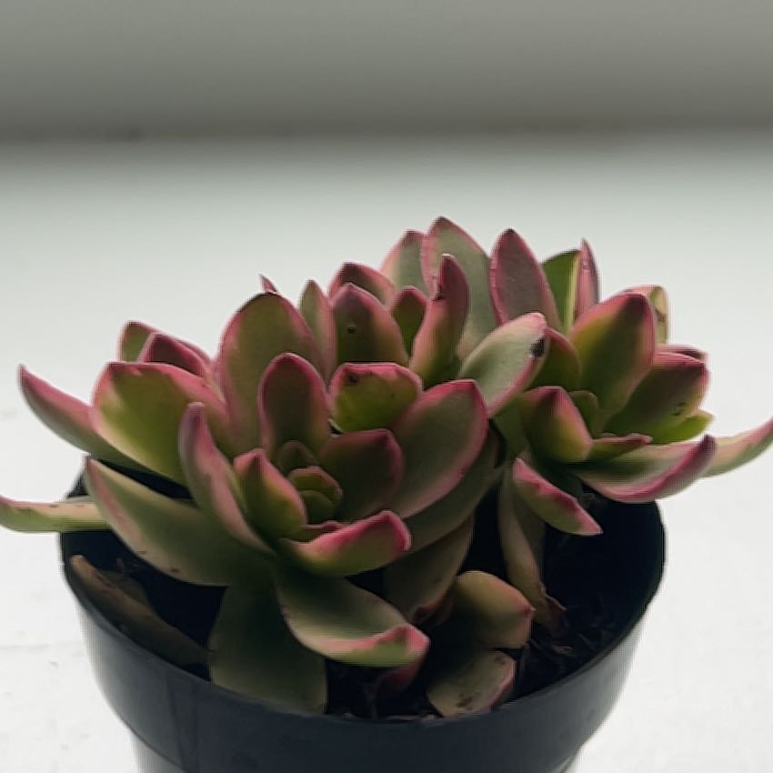 Photo of the plant species Crassula capitella 'Variegata' by @PurelyRedmint named Spike Leaves on Greg, the plant care app