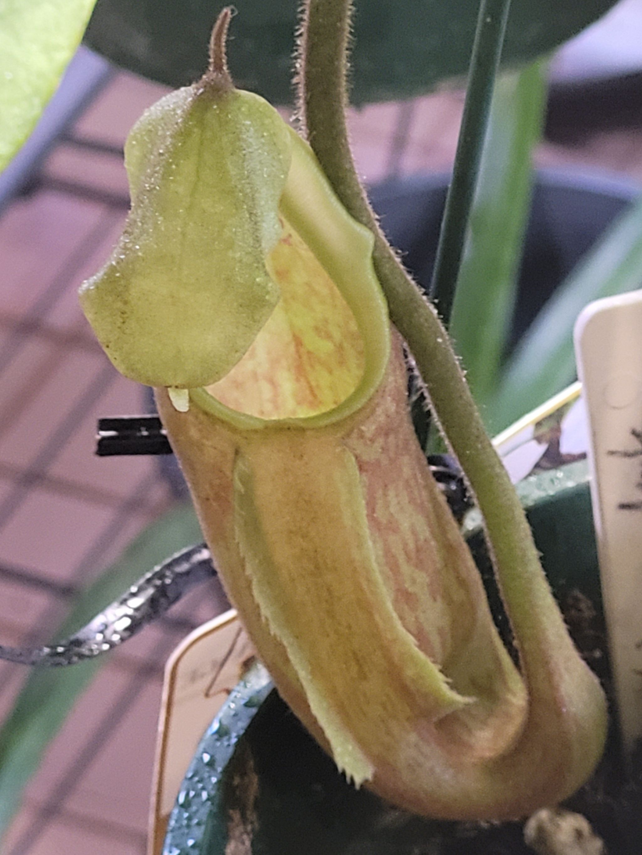 Photo of the plant species Nepenthes maxima x northiana by @Seymour named Treeyoncé on Greg, the plant care app