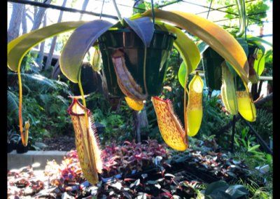 Photo of the plant species Nepenthes burbidgeae x glandulifera by @Seymour named Buzz Lightfears on Greg, the plant care app
