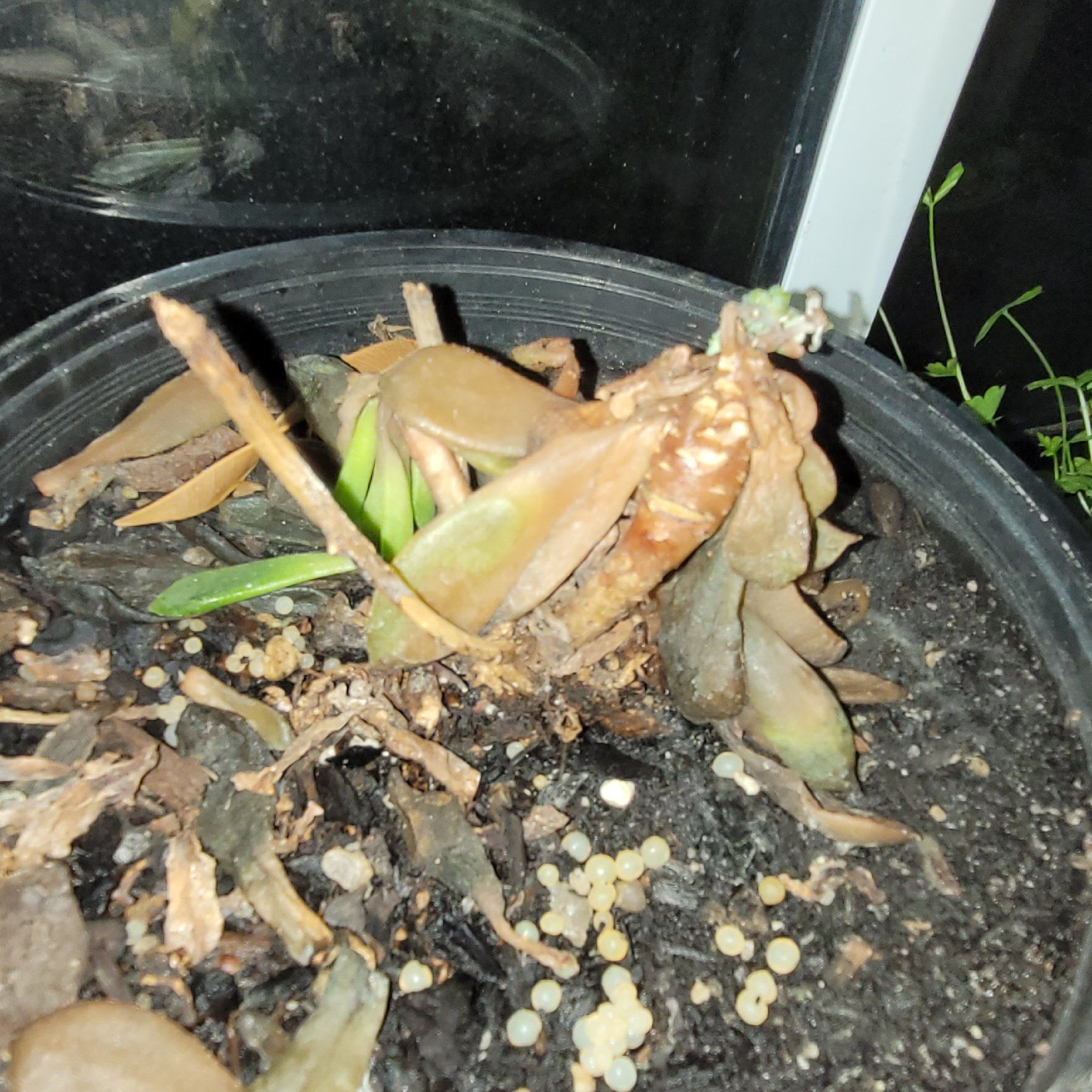 Photo of the plant species Echeveria 'Emerald Ripple' by @Seymour named Ornotwell on Greg, the plant care app