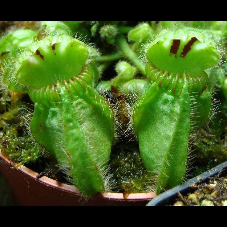 My Favorite Martian 👽