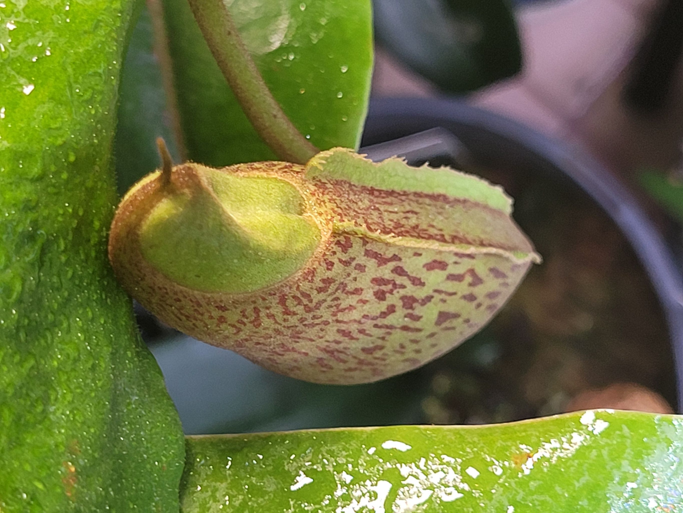 Photo of the plant species Boschs Pitcher Plant by @Seymour named Clooney on Greg, the plant care app