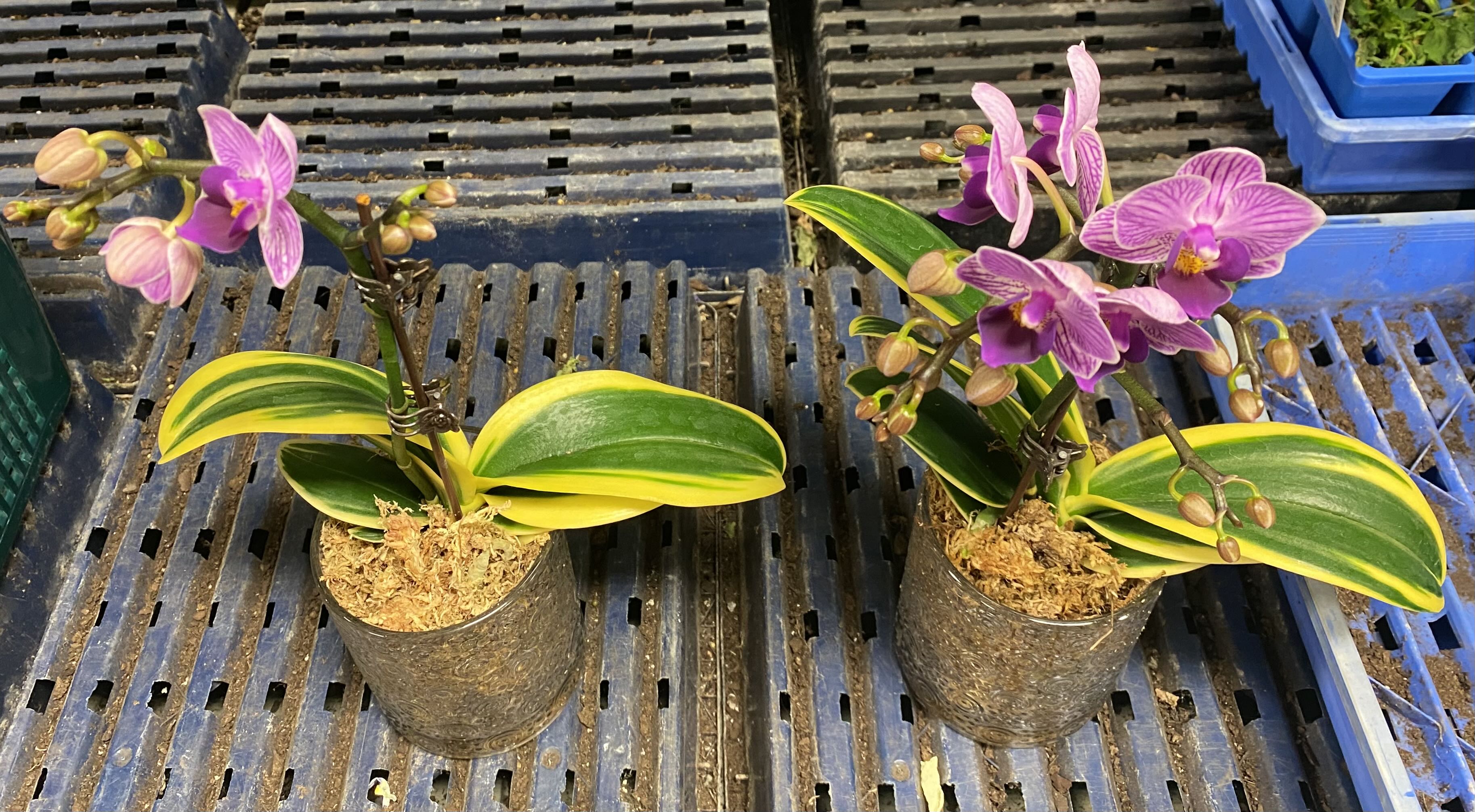 Photo from the post