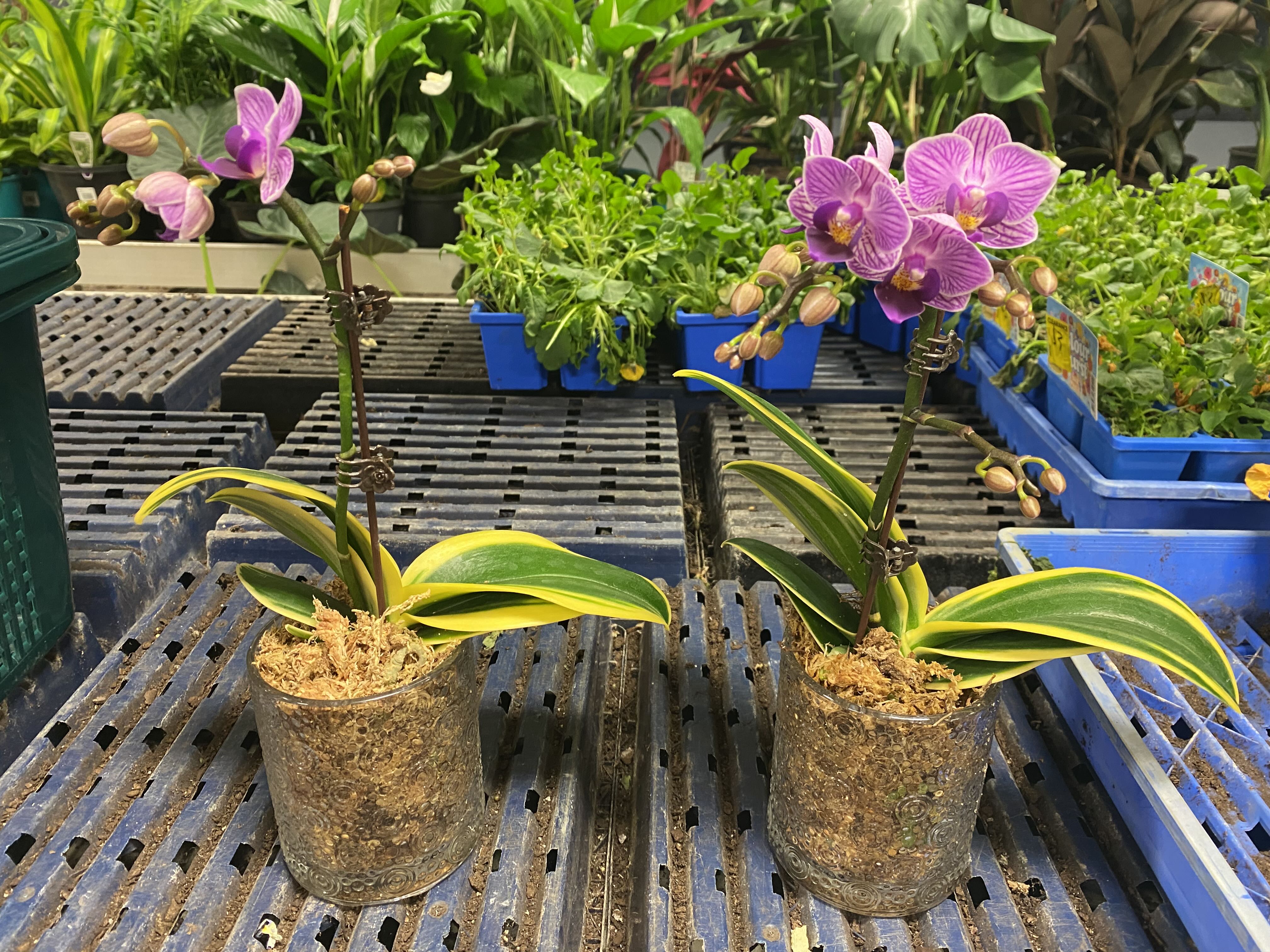 Photo from the post