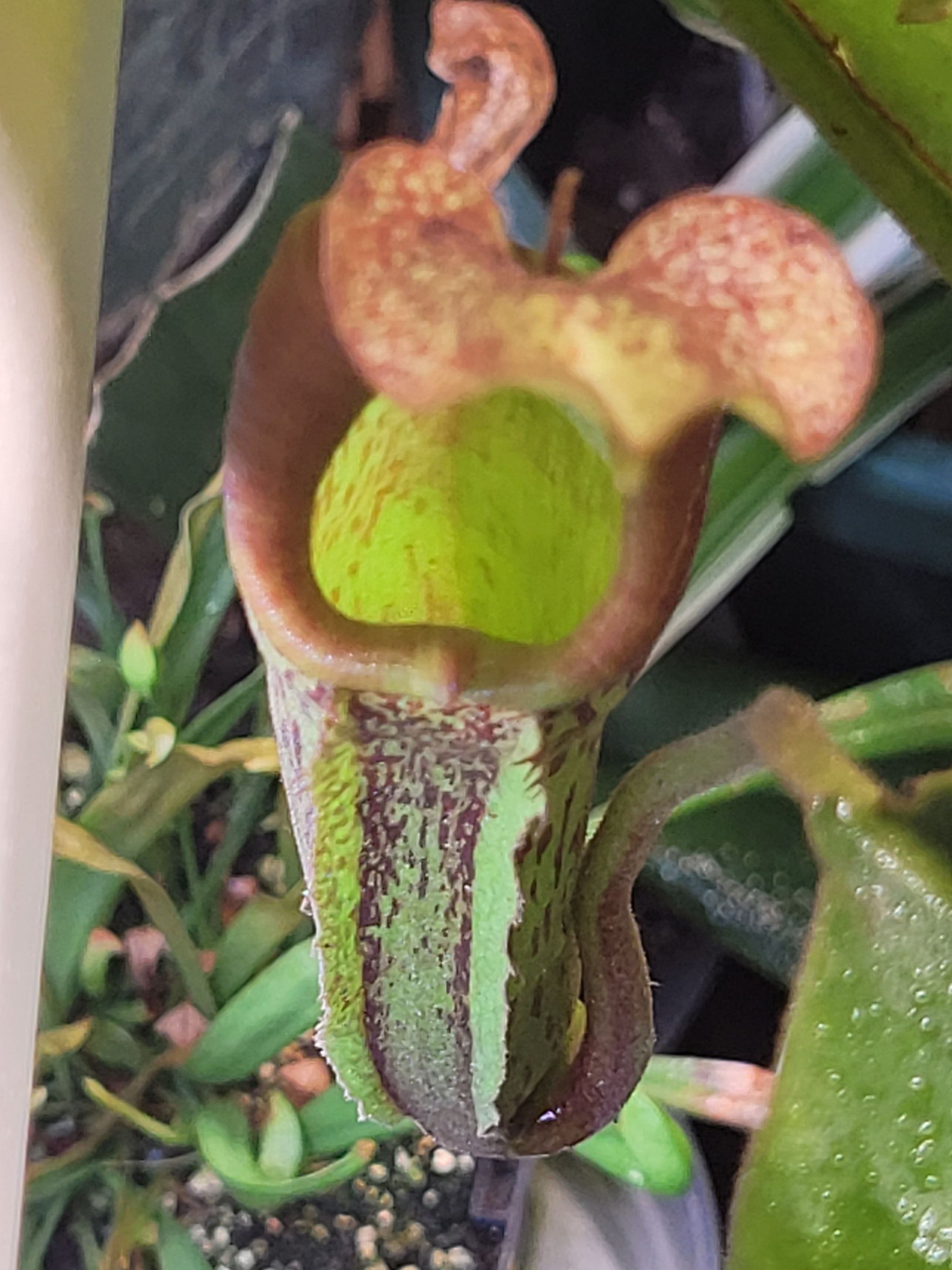 Photo of the plant species Boschs Pitcher Plant by @Seymour named Mollie on Greg, the plant care app