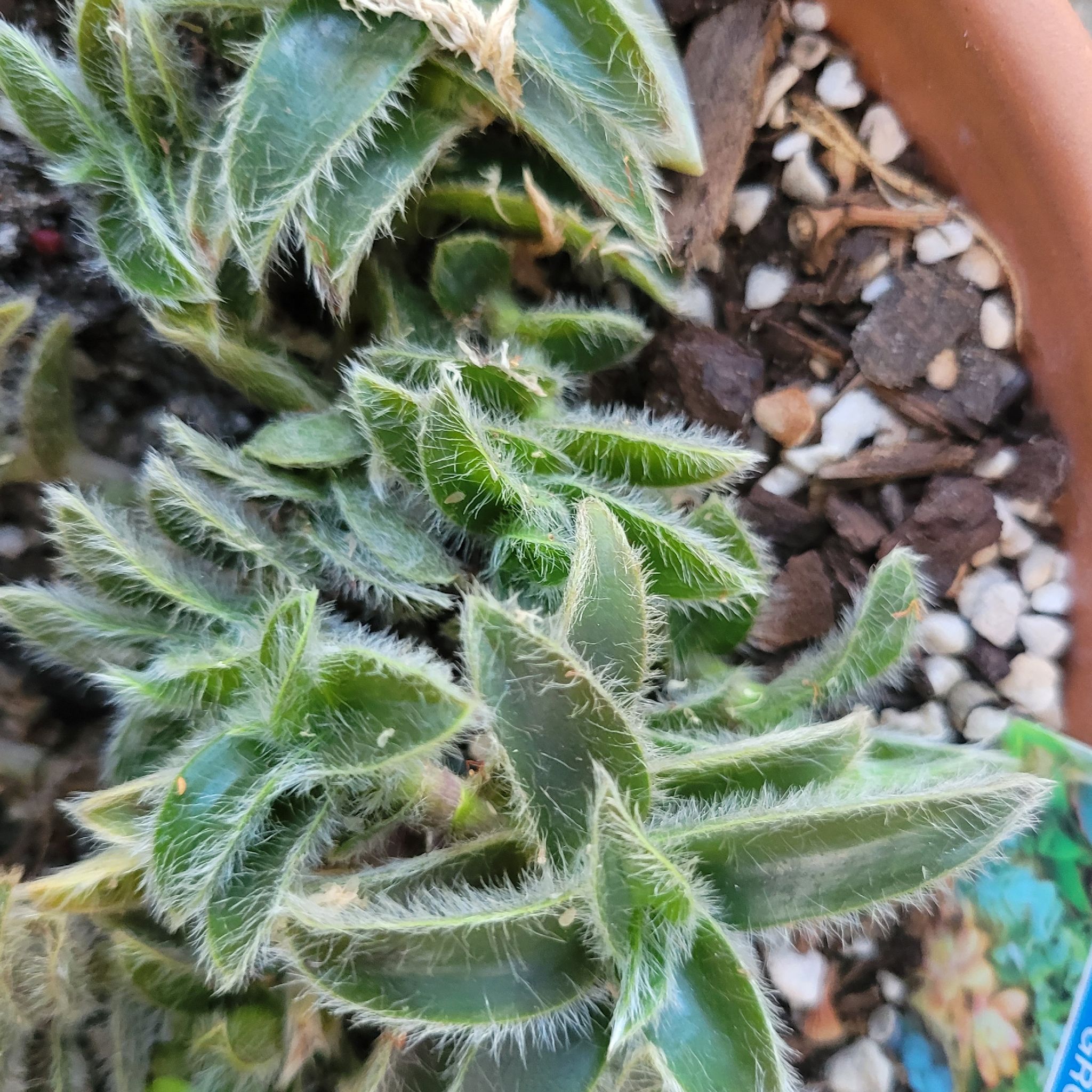 Kitten Ears plant with fuzzy green leaves in a pot, soil visible.