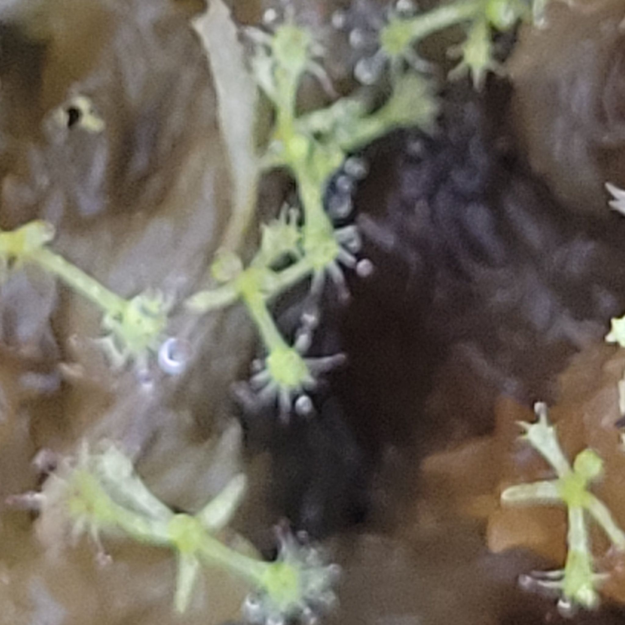 Photo of the plant species Pygmy Sundew by @Seymour named Austen on Greg, the plant care app