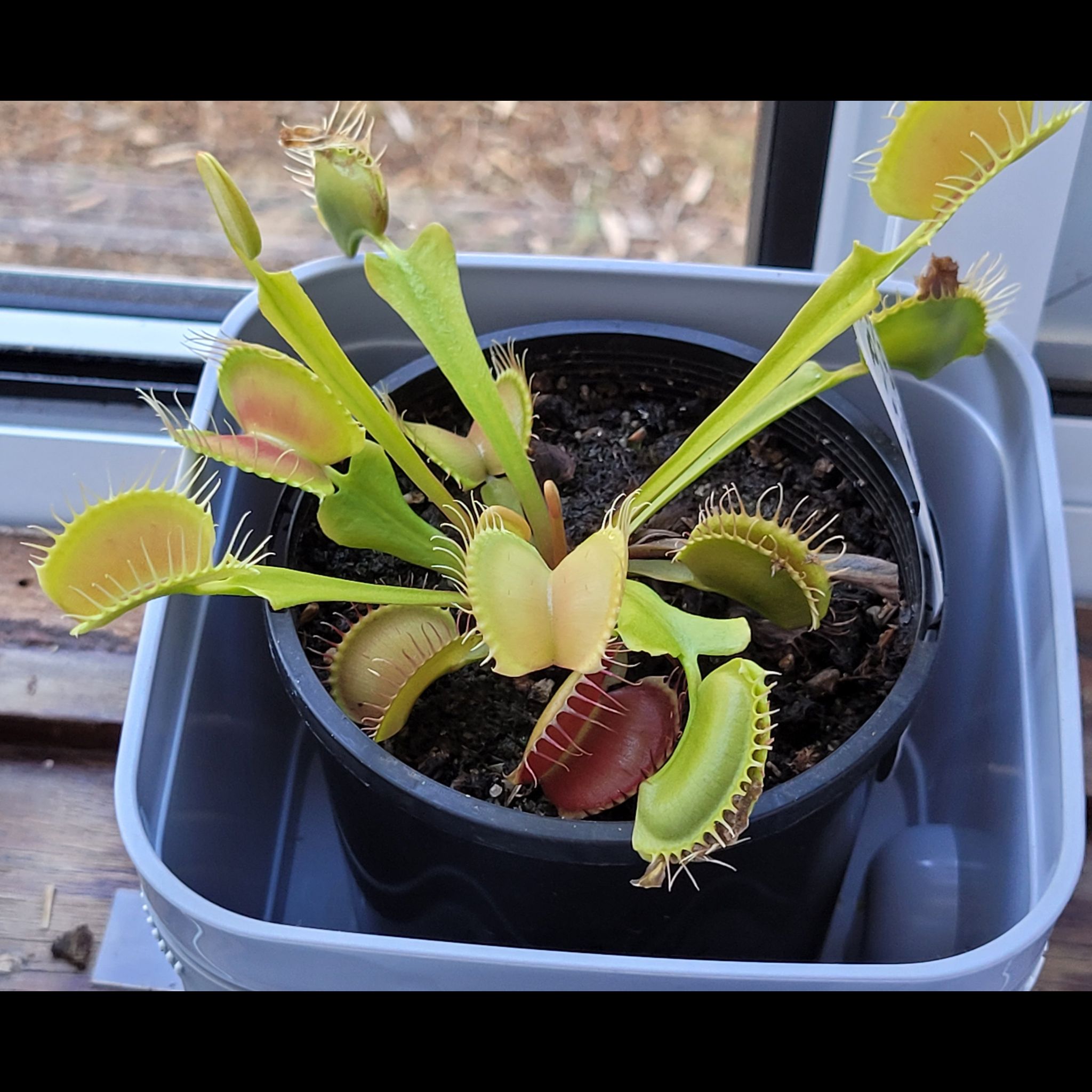 PINKY GOSSAMER! 💖💋💕💗💓🕸🤩