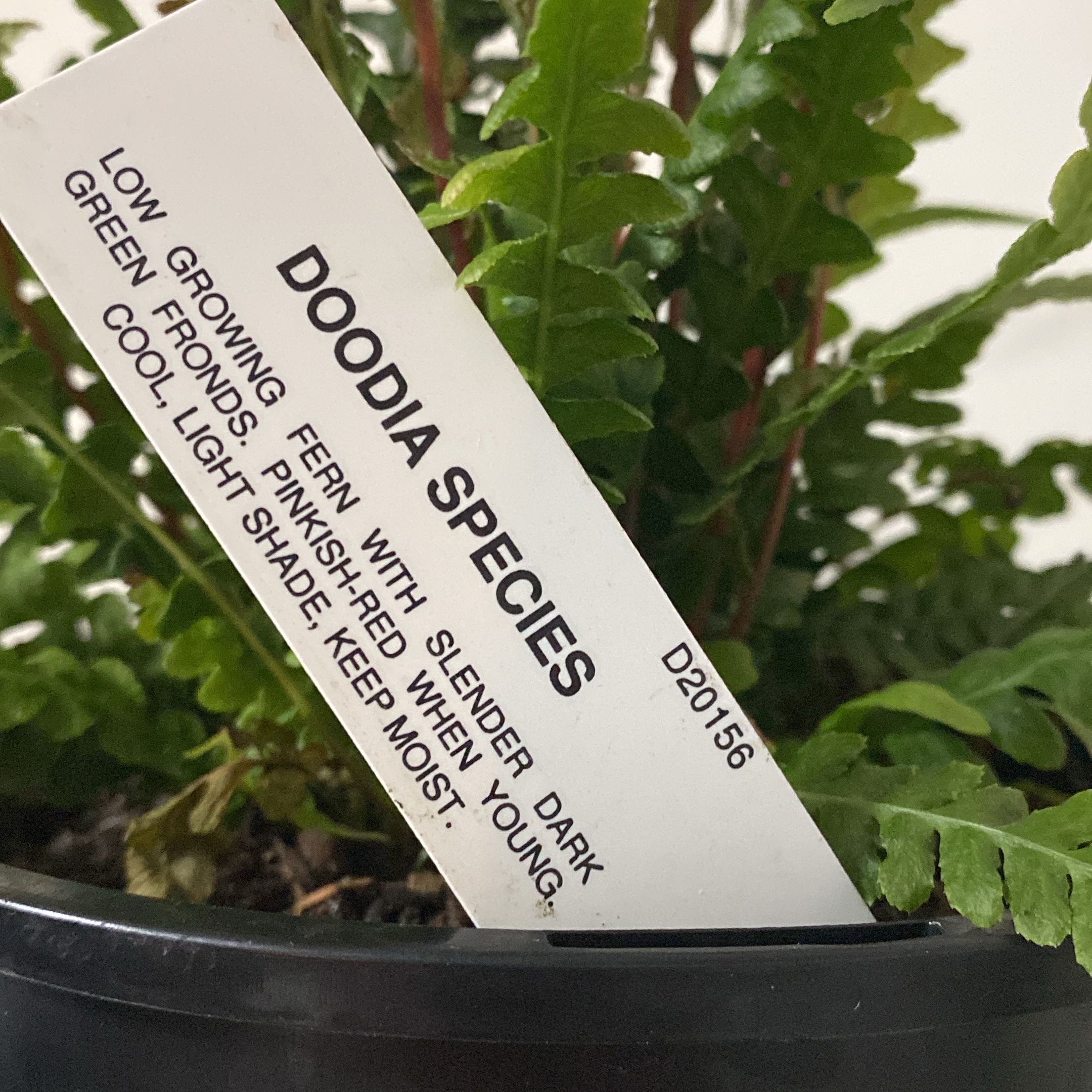 Photo of the plant species Prickly Rasp Fern by @Seymour named Hunka Hunka Fernie Love ❤️ 🕺 on Greg, the plant care app