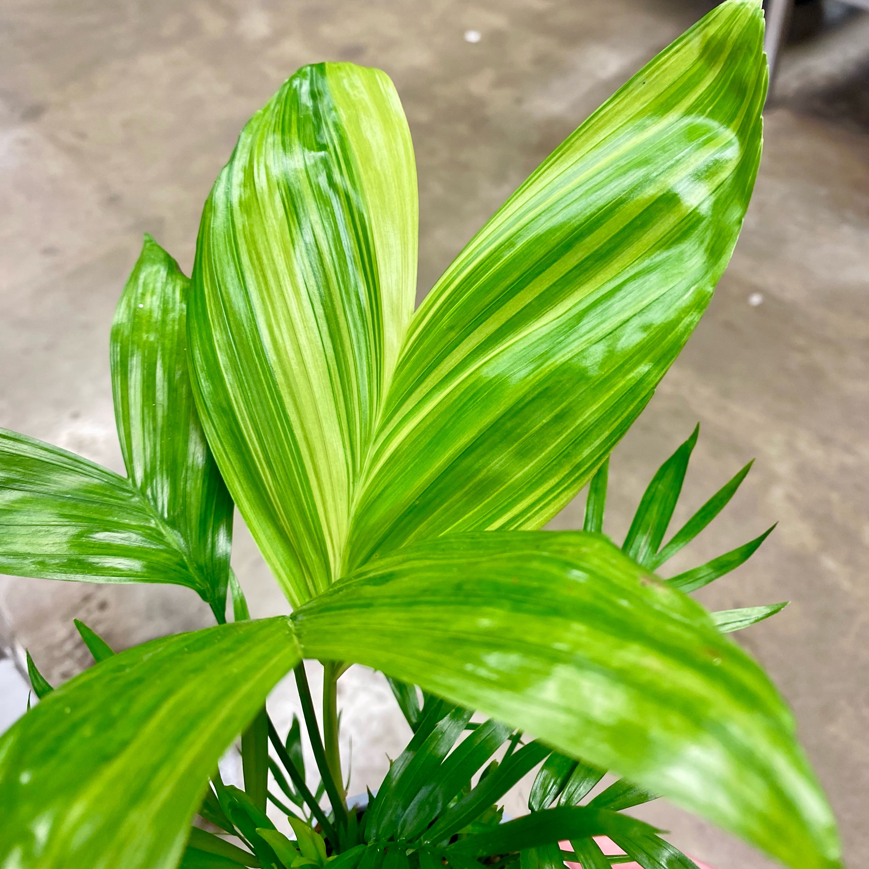 Photo of the plant species Variegated Christmas Palm by @Seymour named Harper on Greg, the plant care app