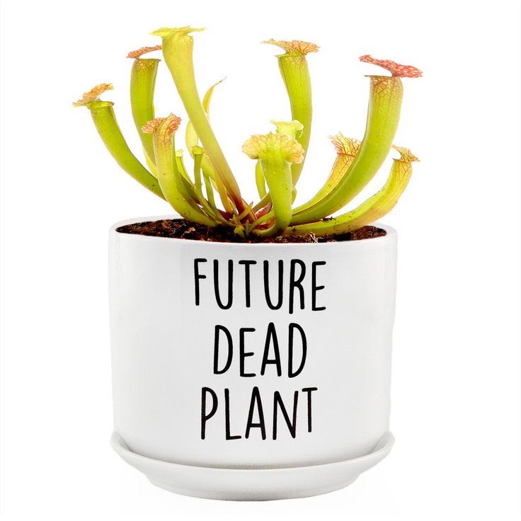 🌼 Optimal Hardiness Zones for Butterwort 'Huahuapan' 8a10b