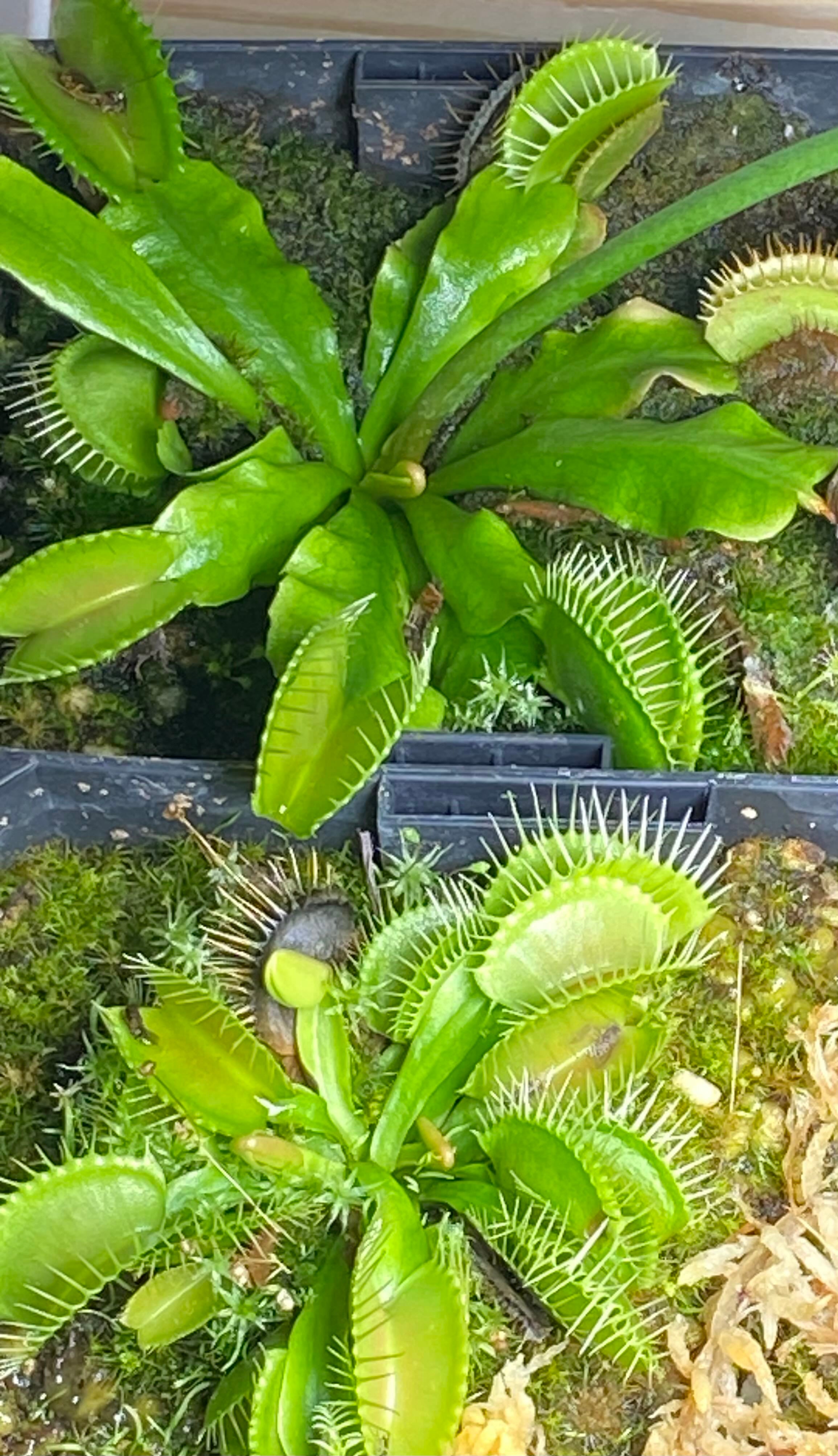 DenseFlowered Pitcher Plant How Much Water & Light Does it Need to