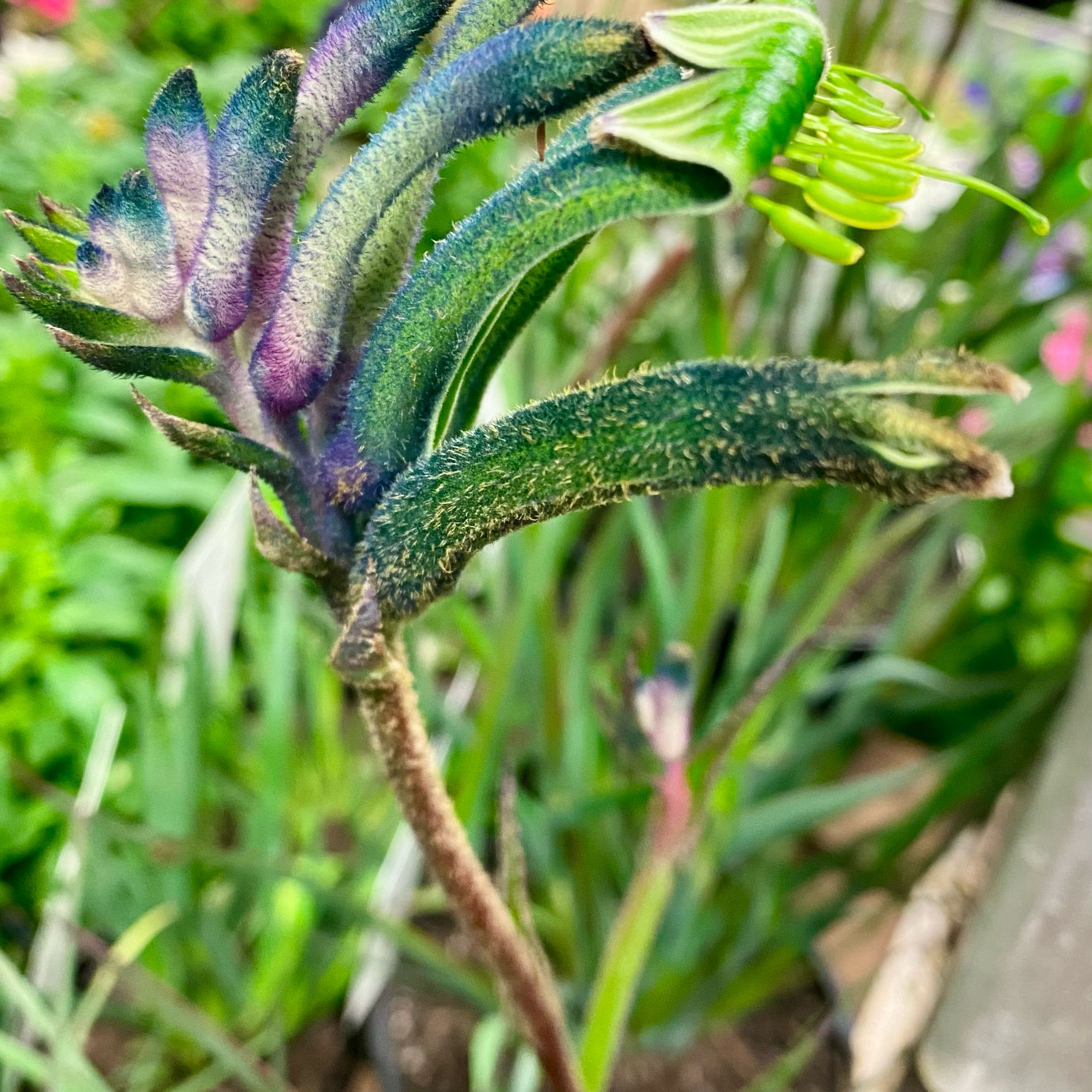 Photo of the plant species Bush Blitz Kangaroo Paw Fern by @Seymour named ROD TAYLOR from Masquerade 🤩 🦘 🐾 Kangaroo Paw on Greg, the plant care app