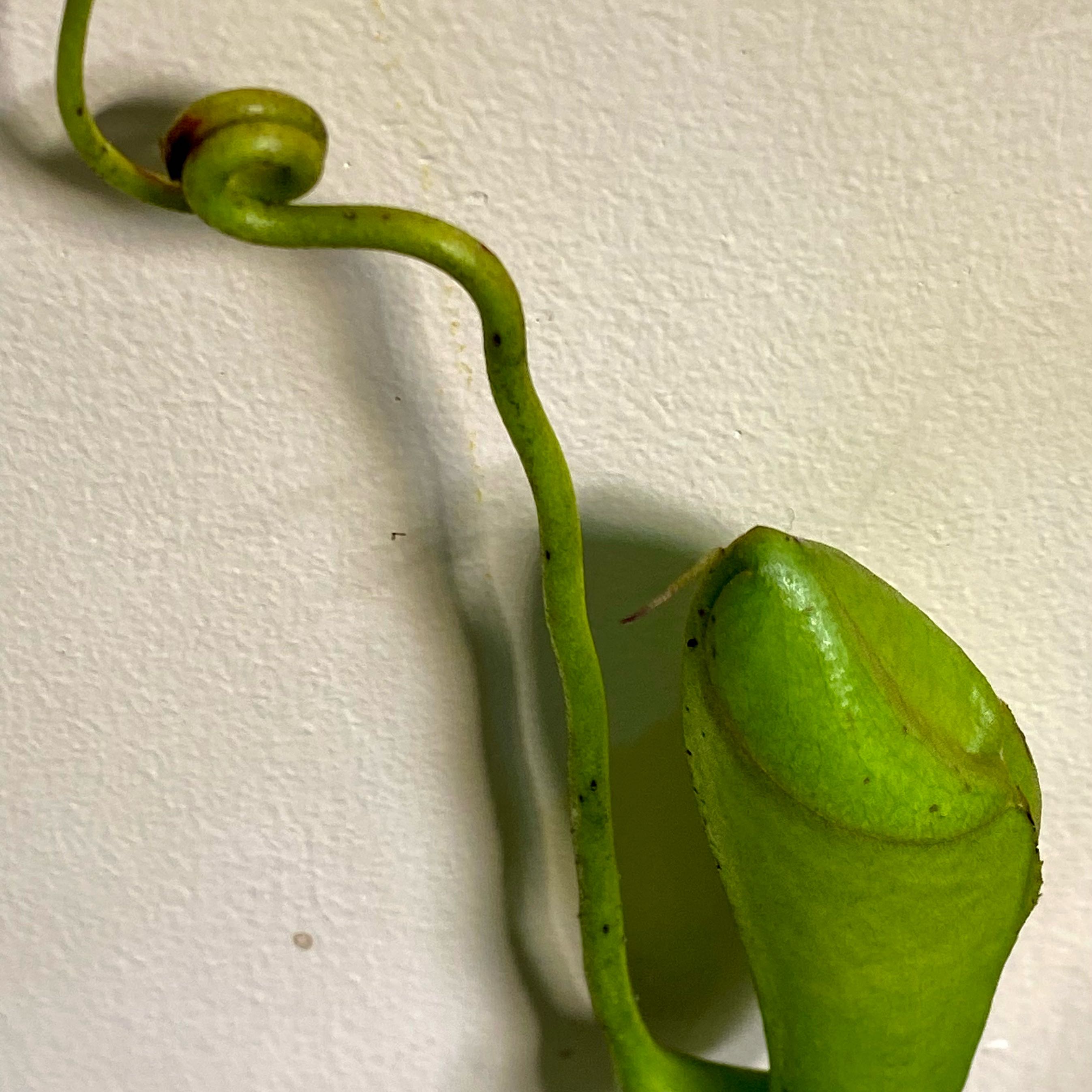 Photo of the plant species Nepenthes maxima by @Seymour named DIABLO VERDE ABSINTHE 🧑‍🎤👽🐍🍸😈 on Greg, the plant care app