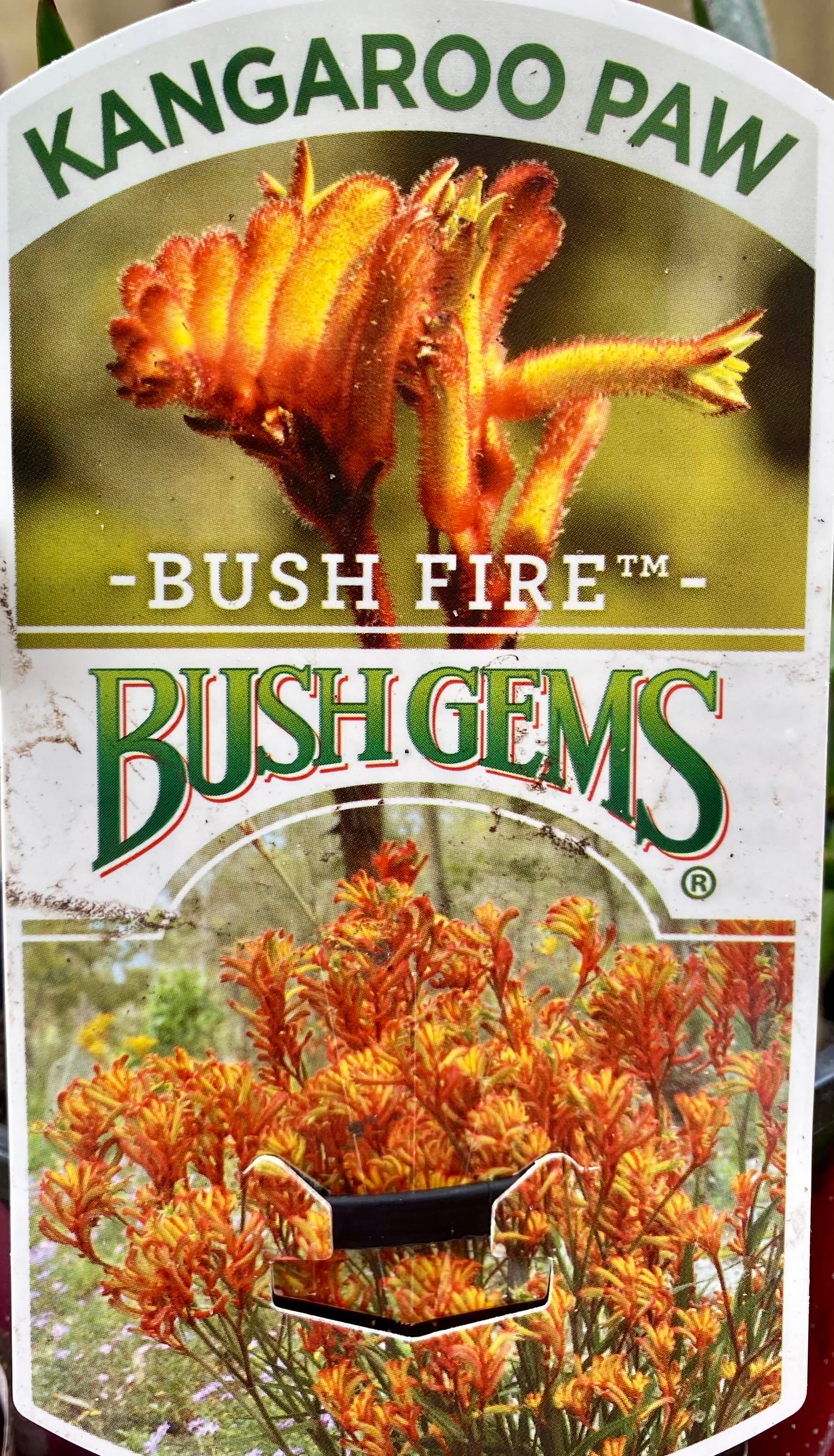 Cat's Paw Plant Care Water, Light, Nutrients Greg App 🌱