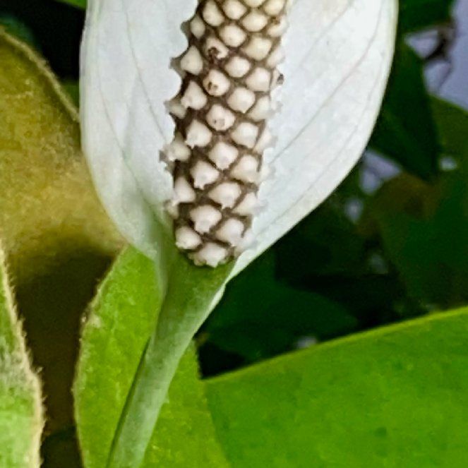 Photo of the plant species Snowflower by @Seymour named THE BIG BOPPER 🎶 on Greg, the plant care app