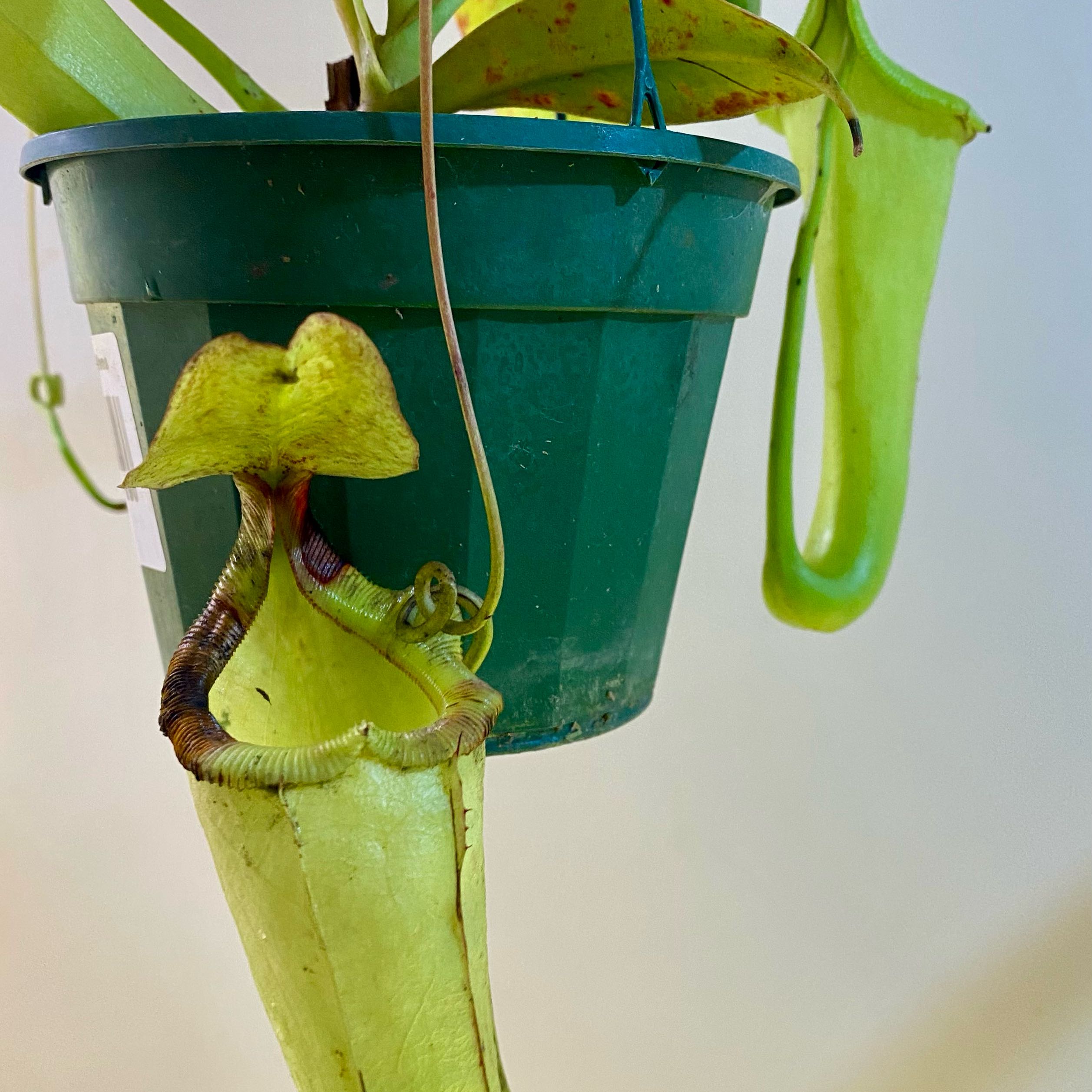 Photo of the plant species Nepenthes maxima by @Seymour named Robert Plant on Greg, the plant care app