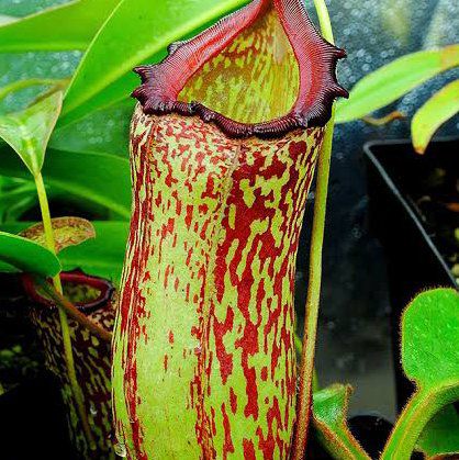 Photo of the plant species Nepenthes maxima by @Seymour named WHAT'S MY NAME? on Greg, the plant care app