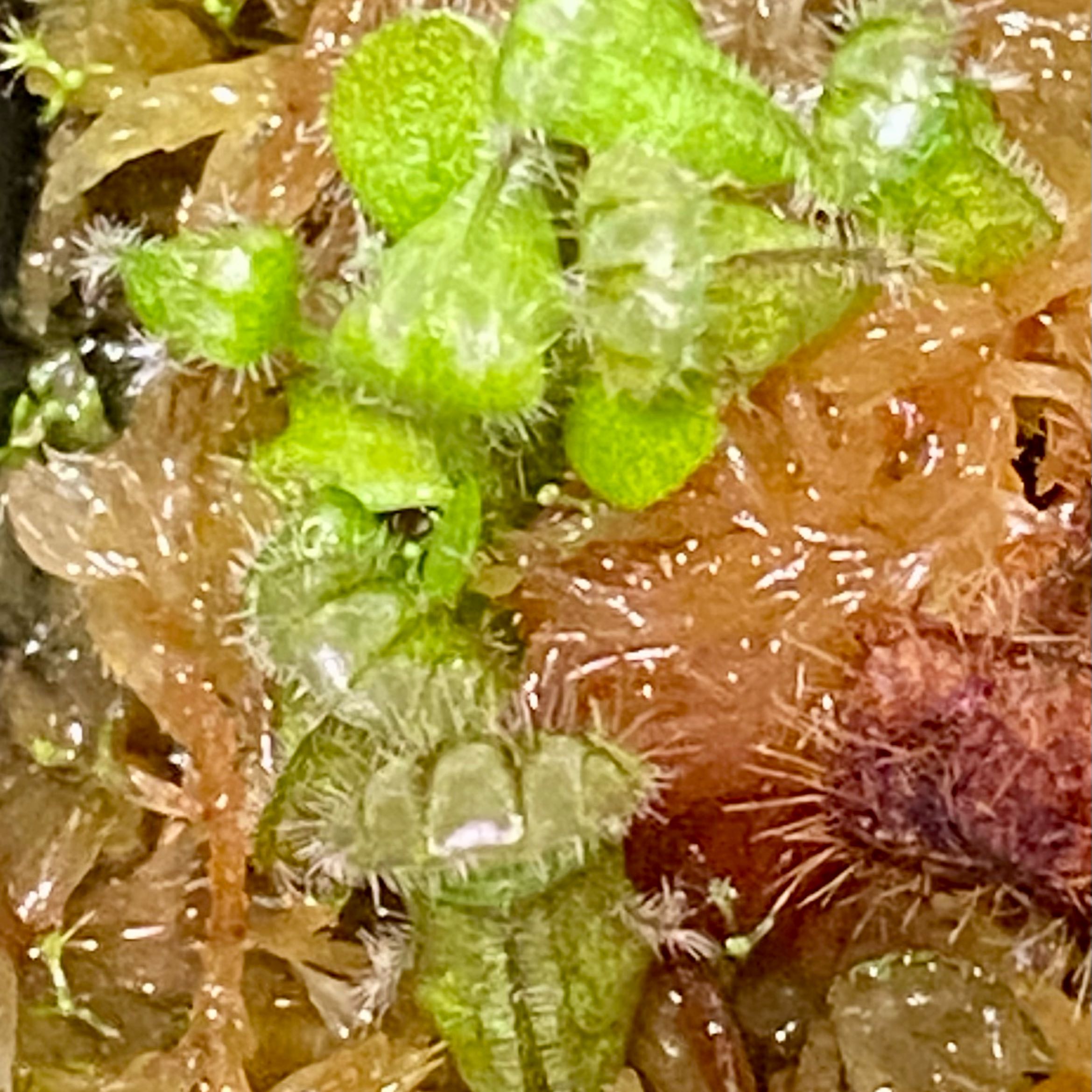 CERBERUS 🐶 🐶 🐶