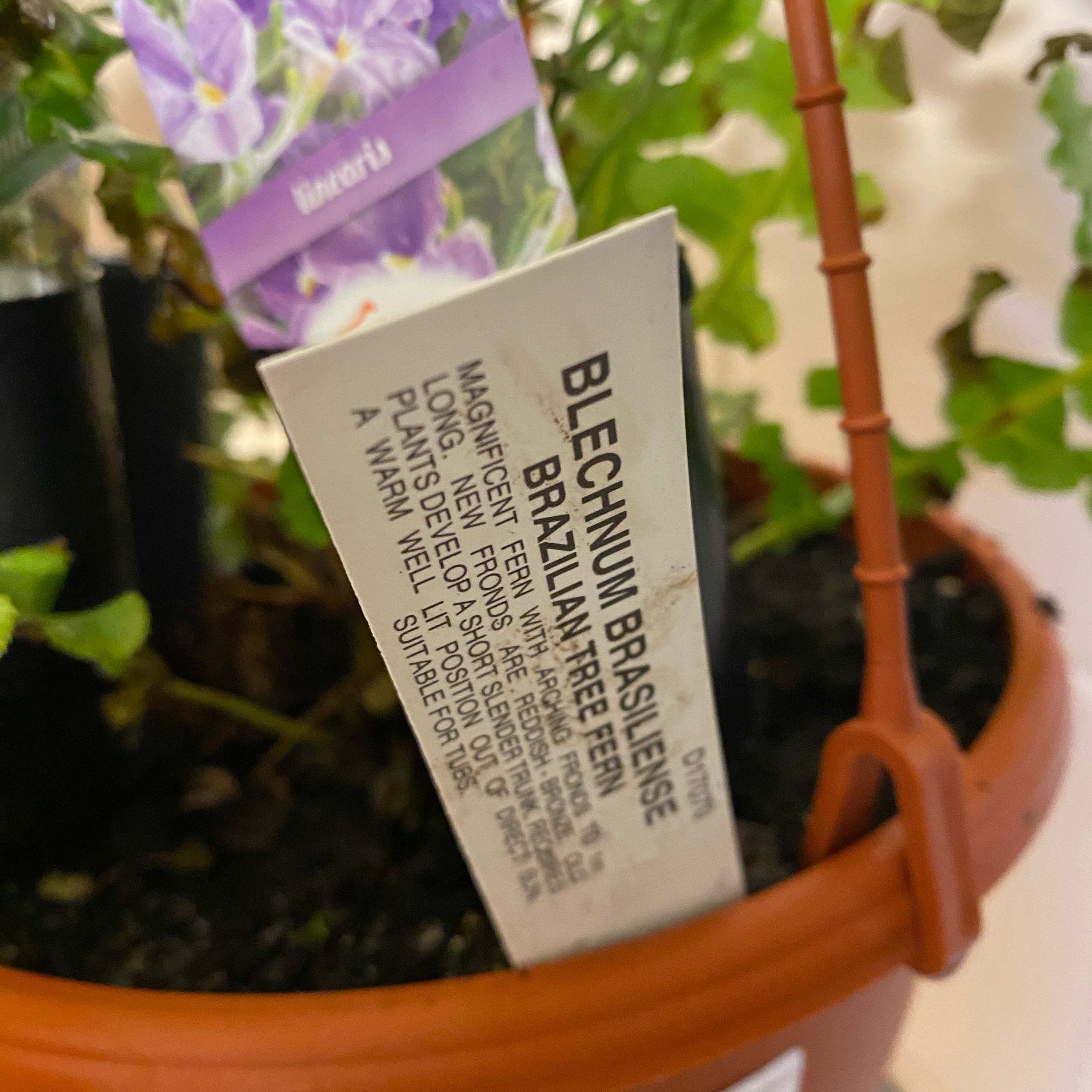 Photo of the plant species Brazilian Tree Fern by @Seymour named WHAT’S MY NAME? on Greg, the plant care app