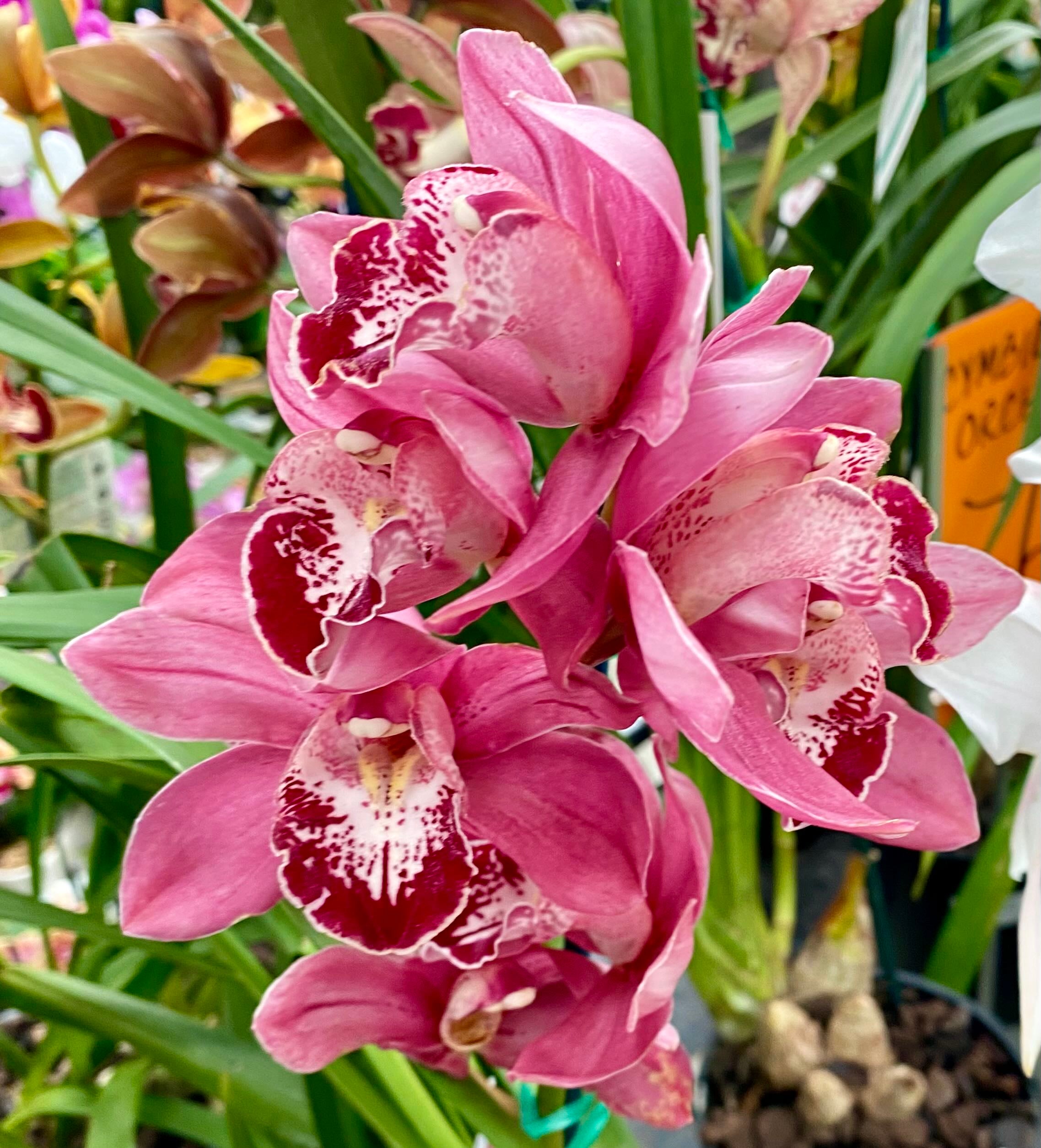 Broomfield's Dendrobium Plant Care Water, Light, Nutrients Greg App 🌱