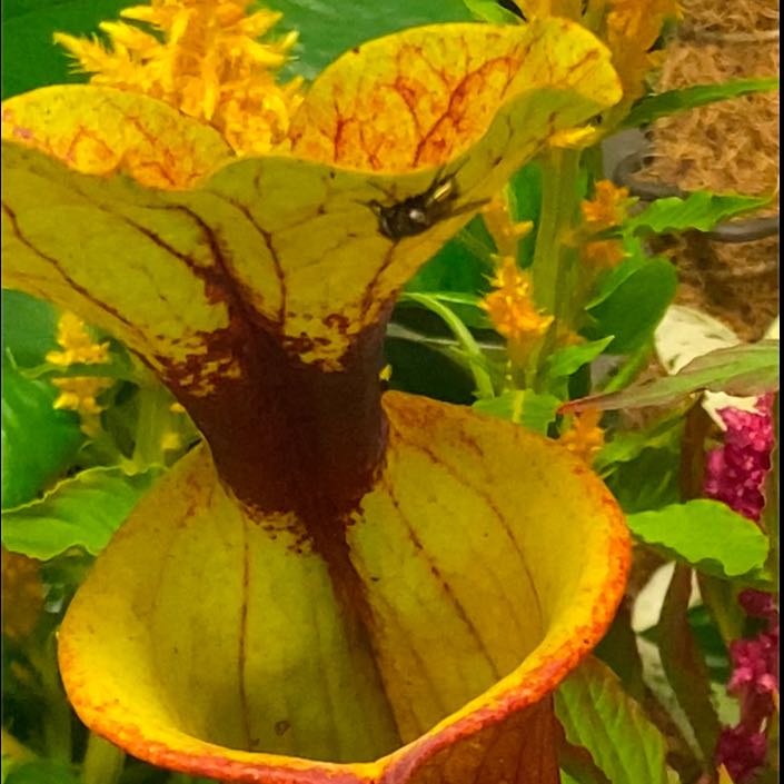 🎺 THE GREAT MILES SATCHMO! 🎺