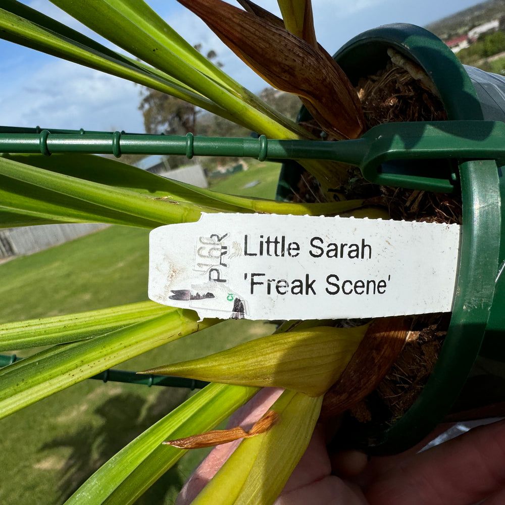 Photo from the post