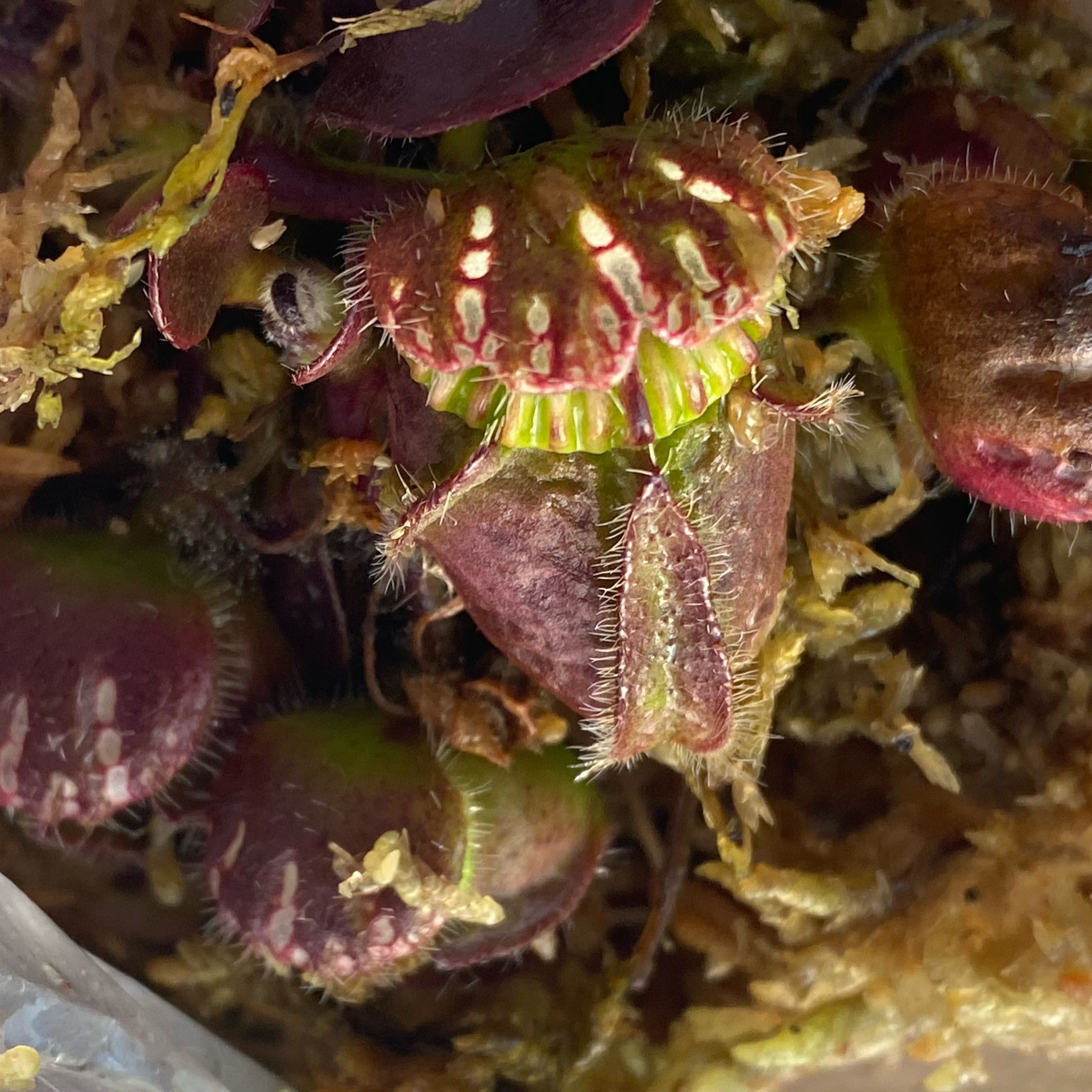 Christopher Cynocephalus