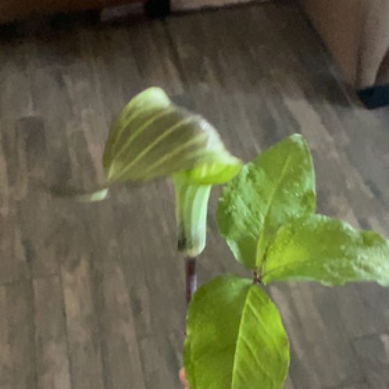 Photo of the plant species Jack in the Pulpit by @VastBlackberry named Jack Sparrow on Greg, the plant care app
