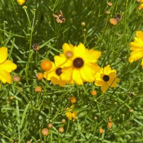 Photo of the plant species Atkinson's Tickseed by @VastBlackberry named Lola on Greg, the plant care app