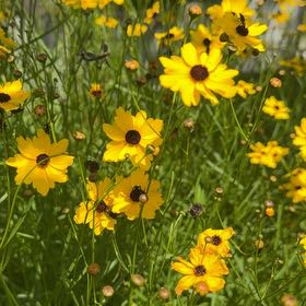 Photo of the plant species Atkinson's Tickseed by @VastBlackberry named Muhammad Ali on Greg, the plant care app