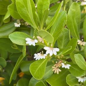 Photo of the plant species beach cabbage by @VastBlackberry named Elle on Greg, the plant care app