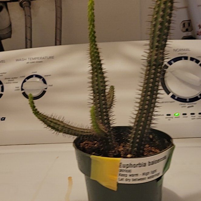 Photo of the plant species Euphorbia baioensis by @TenaciousWoreya named Eva on Greg, the plant care app