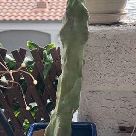 Photo of the plant species Spiral Totem Pole Cactus by @tigrisignis named Tucson on Greg, the plant care app