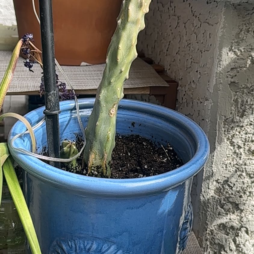Photo of the plant species Totem Pole Cactus by @tigrisignis named Ajo on Greg, the plant care app