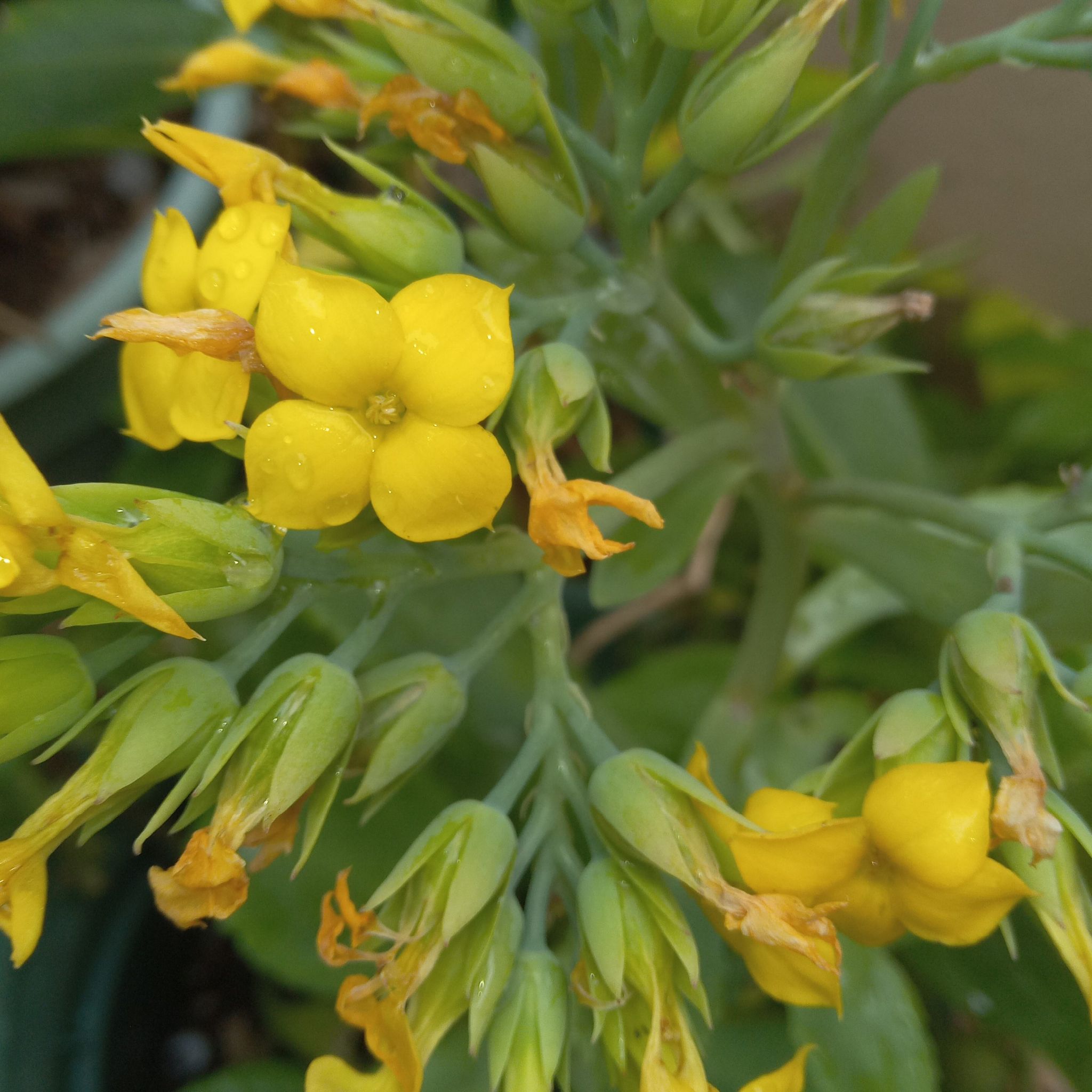 Field Mustard plant with yellow flowers, some wilting, and water droplets on petals.