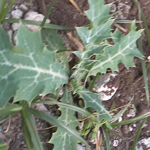Photo of the plant species Bermuda Thistle by @GreatRoselle named Oscar on Greg, the plant care app