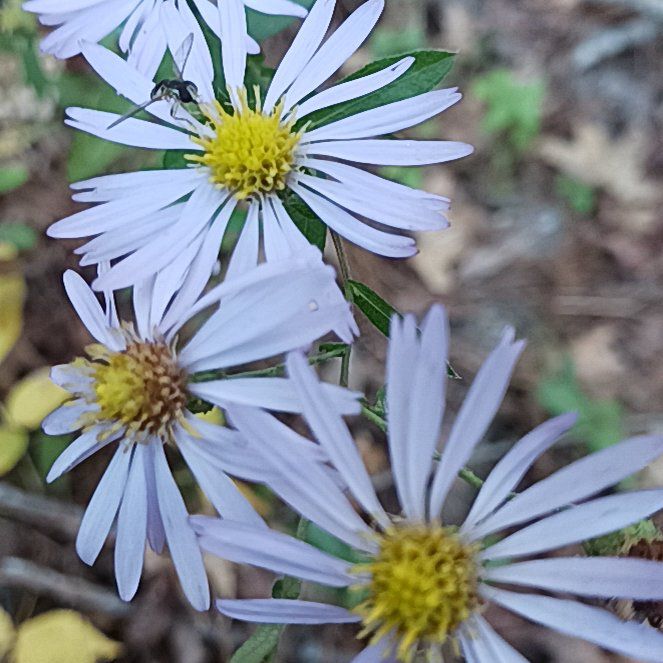Photo of the plant species Michaelmas Daisy by @GreatPossumhaw named Einstein on Greg, the plant care app