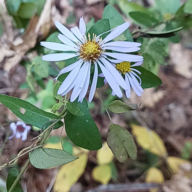 Photo of the plant species Michaelmas Daisy by @GreatPossumhaw named Denali on Greg, the plant care app